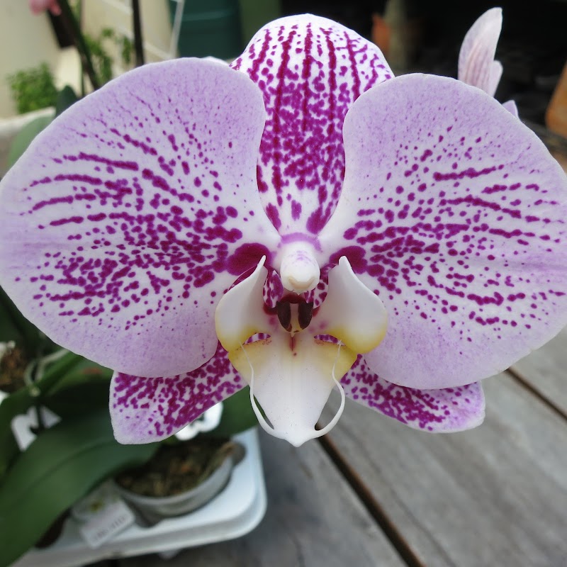Orchid Den