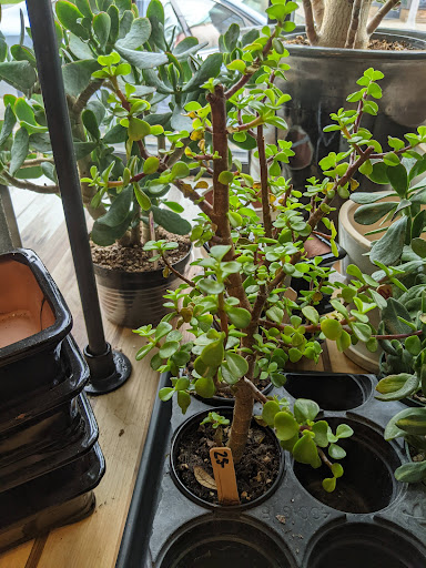 Florist «Urban Sense», reviews and photos, 5402 W Vliet St, Milwaukee, WI 53208, USA