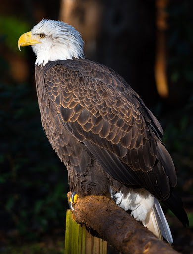 Zoo «Audubon Center for Birds of Prey», reviews and photos, 1101 Audubon Way, Maitland, FL 32751, USA
