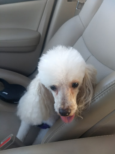 Pet Supply Store «PetSmart», reviews and photos, 2929 James Sanders Blvd f, Paducah, KY 42001, USA