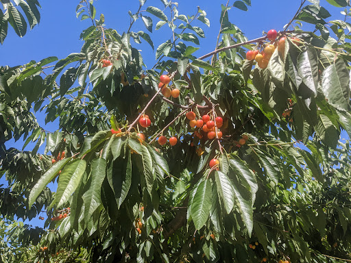 Produce Market «Washington Fruit Place At Barrett Orchards», reviews and photos, 1209 Pecks Canyon Rd, Yakima, WA 98908, USA