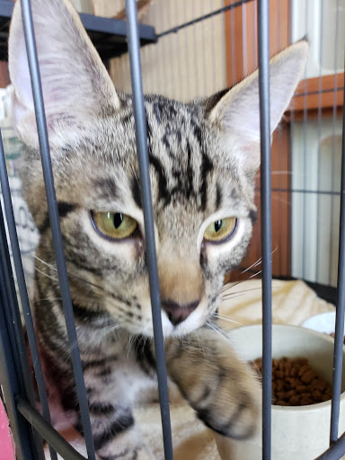 Friends of Upland Animal Shelter image