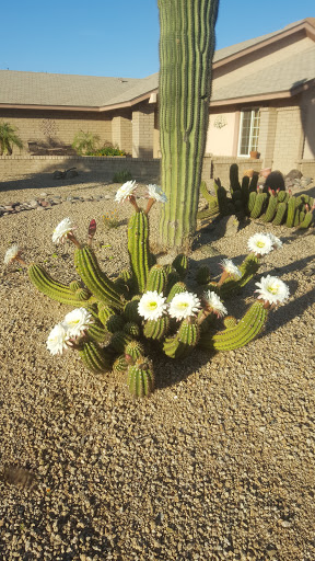 Park «Conocido Park», reviews and photos, 15645 N 31st Dr, Phoenix, AZ 85053, USA