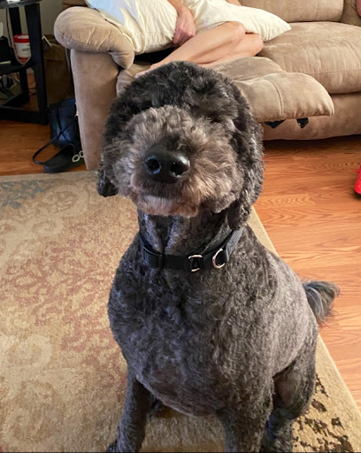 Pet Supply Store «Bark Avenue», reviews and photos, 4781 Granite Dr, Rocklin, CA 95677, USA