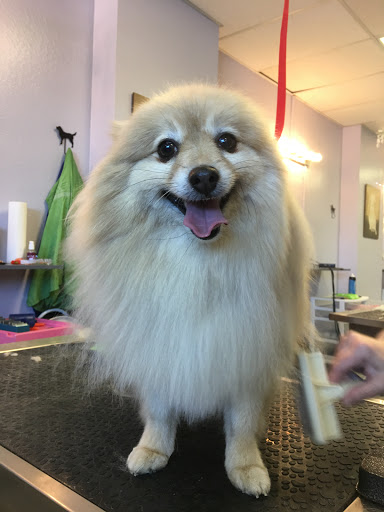Pet Groomer «Spoiled Petz Pet Store and Grooming», reviews and photos, 12030 Donner Pass Rd #1, Truckee, CA 96161, USA