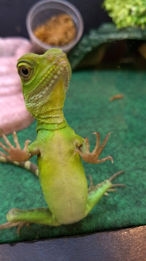 Pet Supply Store «Pet Supplies Plus», reviews and photos, 1810 Declaration Dr, Independence, KY 41051, USA