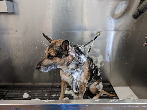 Pet Supply Store «Pet Supplies Plus», reviews and photos, 4024 Bethlehem Pike, Telford, PA 18969, USA