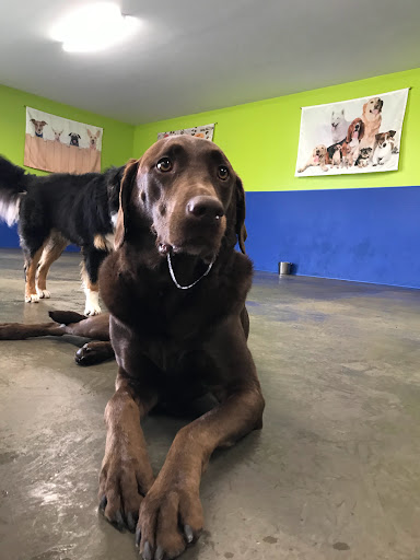 Pet Store «Happy, Clean and Smart», reviews and photos, 5700 W Kilgore Ave, Muncie, IN 47304, USA