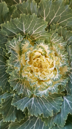 Farm «Alstede Farms», reviews and photos, 1 Alstede Farms Ln, Chester, NJ 07930, USA