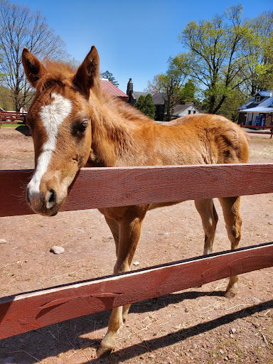 Zoo «Bailiwick Animal Park and Riding Stables», reviews and photos, 118 Castle Rd, Catskill, NY 12414, USA