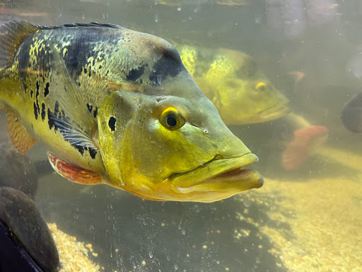 Pet Store «Miles of Exotics», reviews and photos, 8350 N Broadway, Kansas City, MO 64118, USA