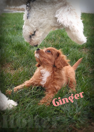 Pet Store «Little Paws Dog Shop LLC», reviews and photos, 19 E Main St, Palmyra, PA 17078, USA