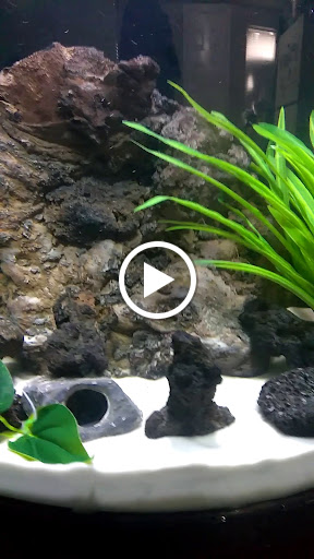 Tropical Fish Store «Fintique», reviews and photos, 701 West Ave, San Antonio, TX 78201, USA