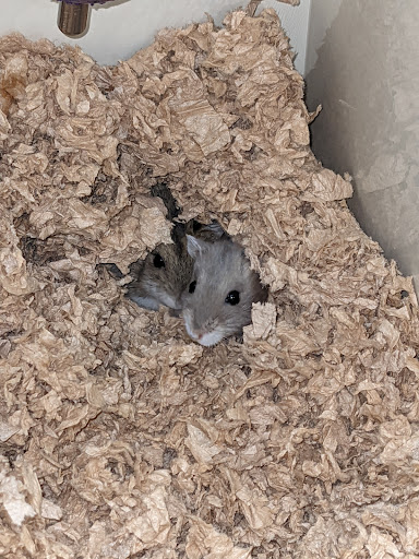 Pet Supply Store «Pet Supplies Plus», reviews and photos, 2410 Augusta Rd, West Columbia, SC 29169, USA