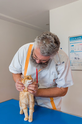 Clinique vétérinaire d'Azay-le-Rideau - Sevetys à Azay-le-Rideau
