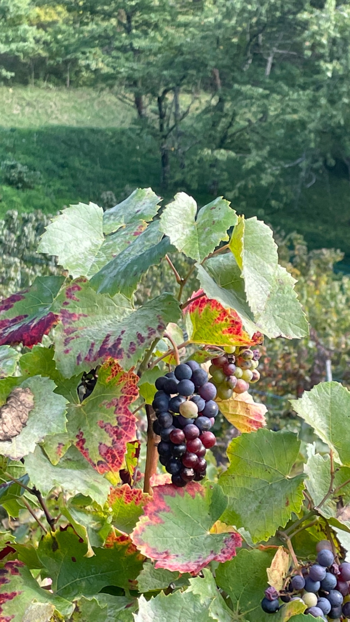 Photo n° 6 de l'avis de Viktoriia.a fait le 16/10/2022 à 13:30