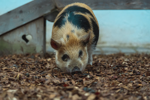 KNG - Kompetenzzentrum für Nutztiergesundheit GmbH unter Büren, Nordrhein-Westfalen
