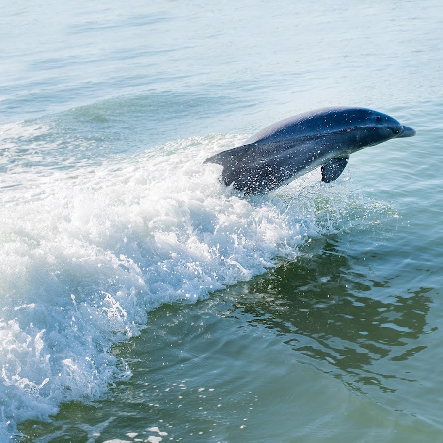 Marco Island Dolphin Tour - (239) 260-0512