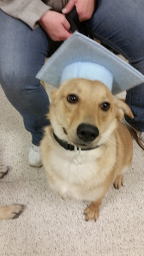 Pet Supply Store «PetSmart», reviews and photos, 24 Countryside Plaza, Countryside, IL 60525, USA