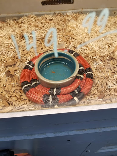 Reptile Store «La Habra Pets», reviews and photos, 1919 W La Habra Blvd, La Habra, CA 90631, USA