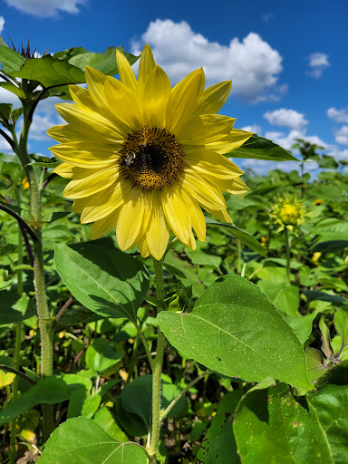 Tourist Attraction «Shawhaven Farm», reviews and photos, 1826 Rolfe Rd, Mason, MI 48854, USA