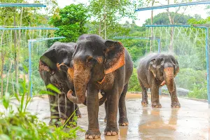 Phuket Elephant Care @ Loch Palm image