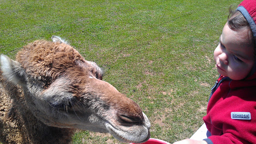 Ranch «Sharkarosa Wildlife Ranch», reviews and photos, 11670 Massey Rd, Pilot Point, TX 76258, USA