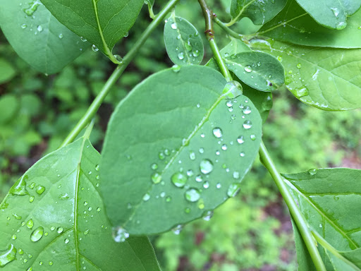 Nature Preserve «Eidolon Nature Preserve», reviews and photos, 2146 Orleans Rd, Great Cacapon, WV 25422, USA