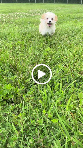 Pet Store «PV Pets», reviews and photos, 233 S Broadway, Pennsville, NJ 08070, USA