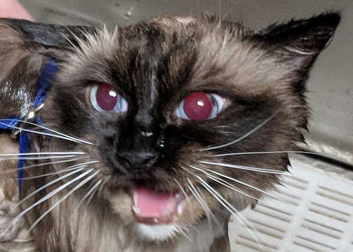 Pet Supply Store «Pet Valu», reviews and photos, 40845 Merchants Ln #100, Leonardtown, MD 20650, USA