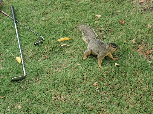 Golf Club «Panorama Golf Club», reviews and photos, 73 Greenbriar Dr, Conroe, TX 77304, USA