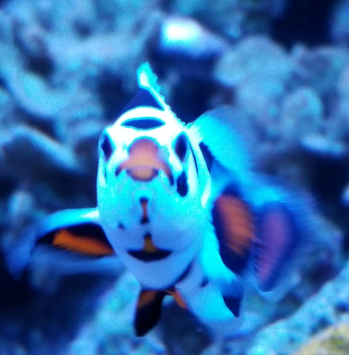 Pet Store «Fish Geeks», reviews and photos, 5845 Hillside Ln, Mechanicsburg, PA 17050, USA