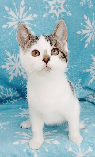 Animal Protection Organization «Missaukee Humane Society», reviews and photos