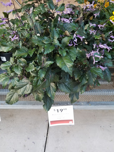 Hardware Store «Westlake Ace Hardware», reviews and photos, 2000 Matlock Rd, Mansfield, TX 76063, USA