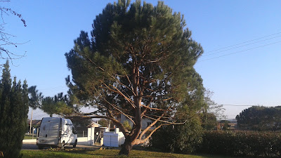 Arborea de Loïc Fratacci - Intervention et Formation - Diagnostic et taille des arbres d'ornements à Saint-Macaire