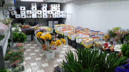 Flores de Chiltepec – Santiago de Querétaro