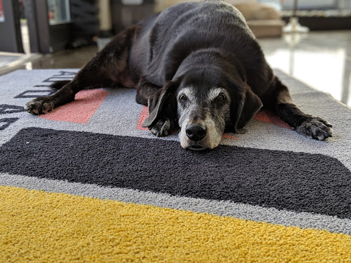 Car Dealer «Auto Assets», reviews and photos, 356 W Olentangy St, Powell, OH 43065, USA