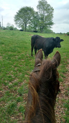 Horseback Riding Service «Long C Trails», reviews and photos, 8959 Hanes Rd, Westmoreland, TN 37186, USA