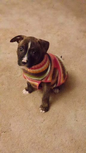 Pet Supply Store «PetSmart», reviews and photos, 934 W Street Rd, Warminster, PA 18974, USA