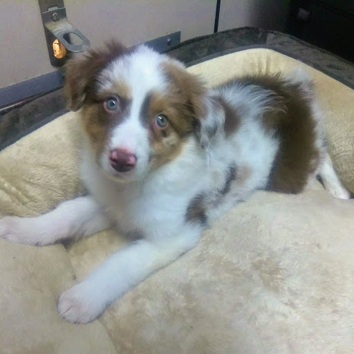 Pet Store «Lake City Pets and Supplies & Grooming», reviews and photos, 1101 US-90, Lake City, FL 32055, USA