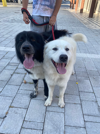 Pensioni per cani e dog hotel a Royal Dog