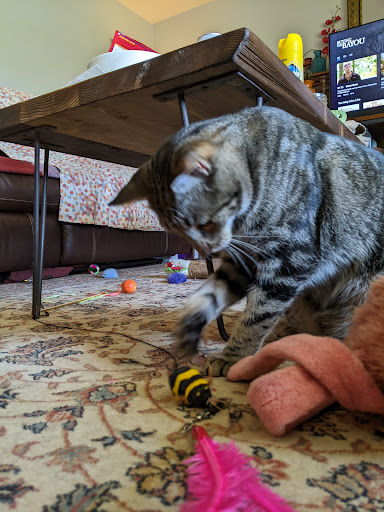 Pet Supply Store «Mud Bay», reviews and photos, 3804 Bridgeport Way W, University Place, WA 98466, USA