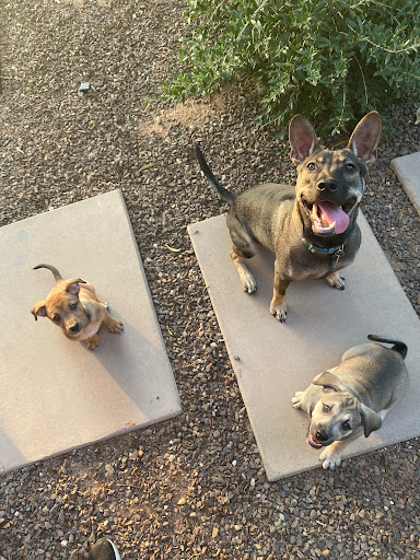 Almost There: A Mom + Pups Rescue