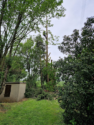 LIEBALLE TONY ELAGAGE : Elagueur Marigne-Laille 72 dessouchage d'arbres, abattage d'arbres, bûcheron, terrassement Sarthe Pays-de-la-Loire à Marigné-Laillé