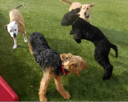 Doodle Dog Daycare, Boarding and Grooming