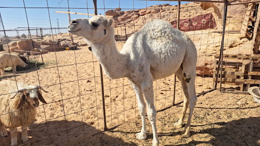 محل ملحمة ديار الحارة 