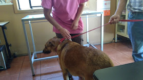 Centro Veterinario Casablanca, Dra. Helen Prain