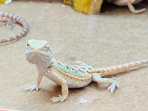 Pet Supply Store «PetSmart», reviews and photos, 2141 N Rose Ave, Oxnard, CA 93036, USA