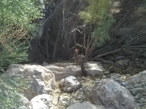 Park «Angel Park», reviews and photos, Angel Park Trail, Las Vegas, NV 89145, USA