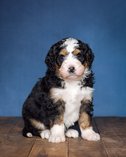 Playful Paws Puppies